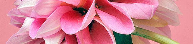 elilyco's header image