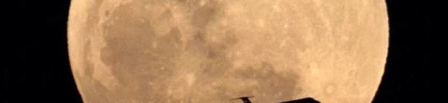 monica93's header image