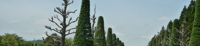 honeykiki's header image