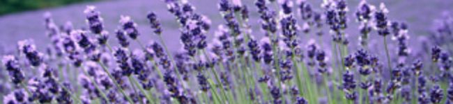 ☆ミユウ☆'s header image