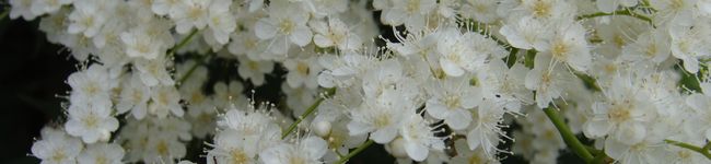akicook387's header image