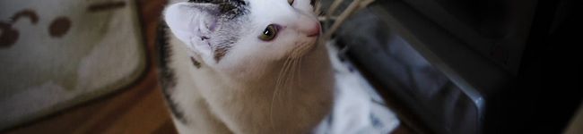 cookie_5's header image