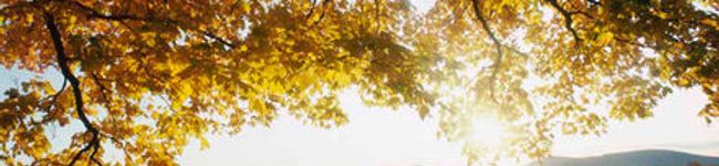 westyumi's header image