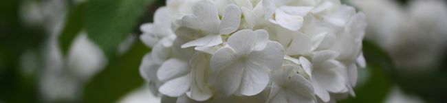 ♪かおり's header image