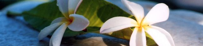 berry☆snow's header image