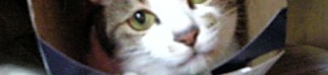 やんこママ's header image