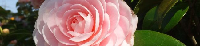 pikochoko's header image