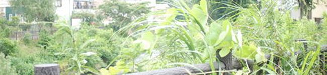saku_999's header image
