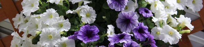 lovelyrok's header image