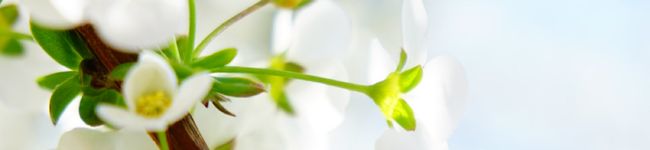 みみʕ•ᴥ•ʔ's header image