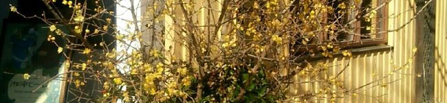 ayako_s's header image