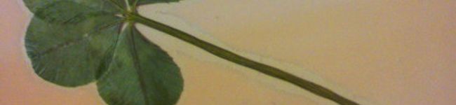 Y☾U's header image