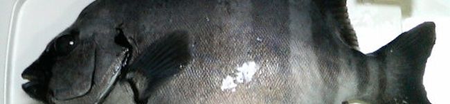 cock_reon's header image