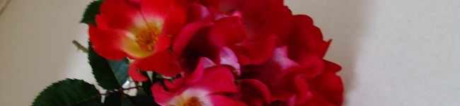 玖菜。's header image