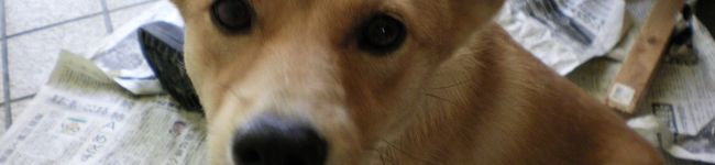 らっど☆あくあ's header image