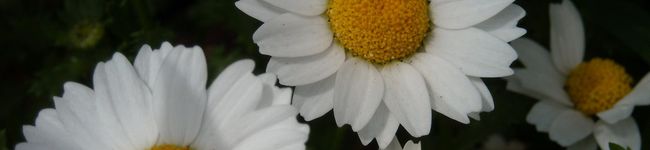 ぱんだまん's header image