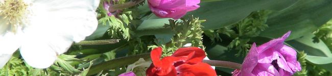 SASHIMIママ's header image