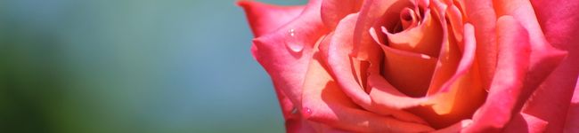 fitomi's header image
