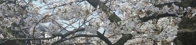 やとちゃ。's header image