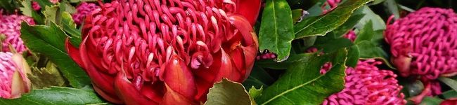 koalaria's header image