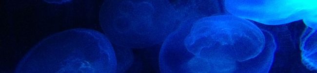 ハチハッチ's header image