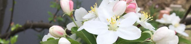 こはる☆びより's header image
