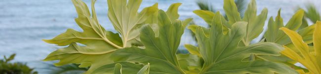 鎌倉野菜で簡単男料理's header image