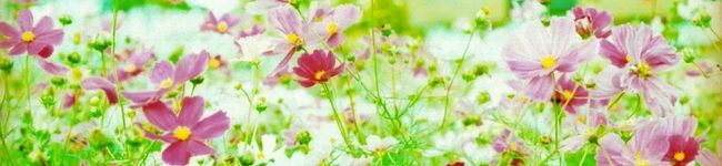 チェリうさ's header image