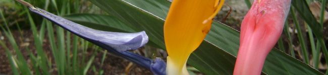 mamaapple's header image