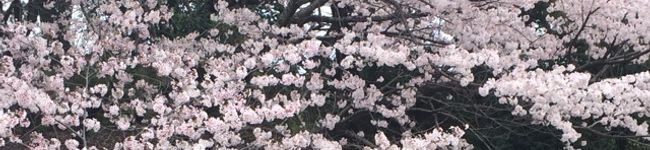 愛千太ママ's header image