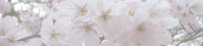 sakurakyoto's header image