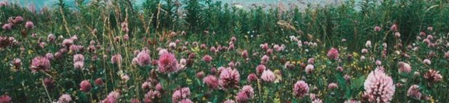 wahre's header image