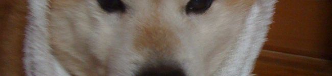 sonozo's header image