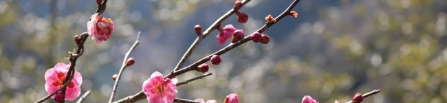 rikamoko's header image