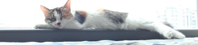 horrycc's header image