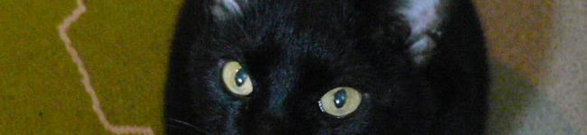 mupurr's header image