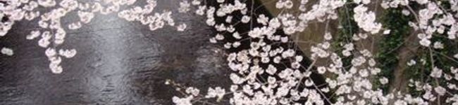 tokyodoggy's header image
