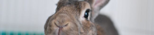chocomoco's header image