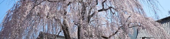 カプリ１１１９'s header image