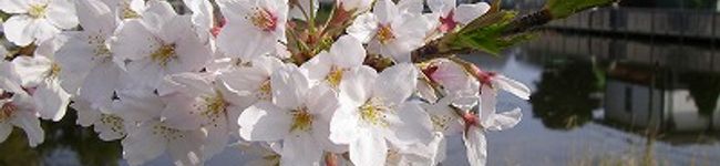 naoxcha's header image