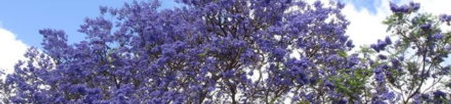 obananao's header image