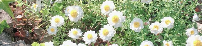 nicesun's header image