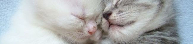 にゃんsato's header image