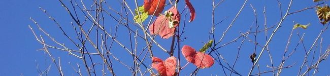 芙紗さん's header image