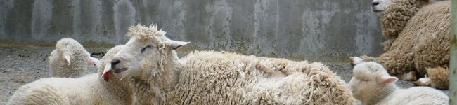ramosu's header image