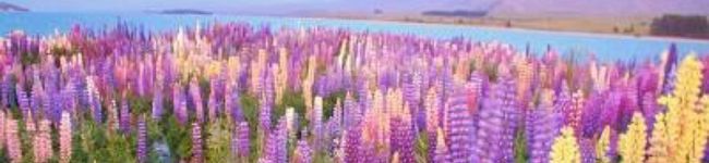Tommy522's header image