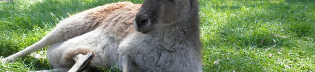 kangaroooo's header image