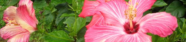 さるるるる。's header image