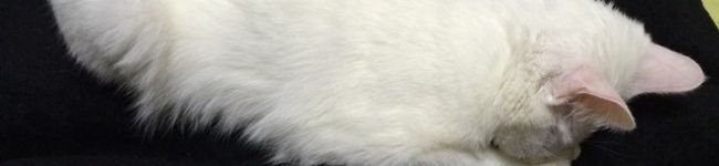 neko_non's header image