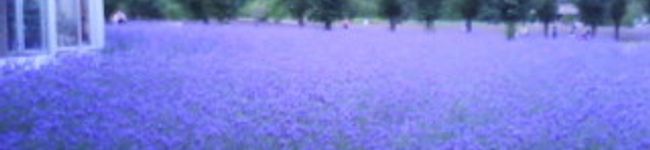ラベンダーチャレンジ's header image